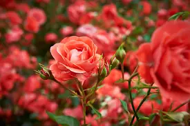 گل‌های سرخ رنگ در دل دشتی سرسبز