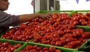 تصویری پربازدید در شبکه‌های اجتماعی از گرانی گوجه‌فرنگی! / عکس