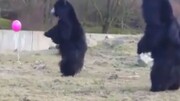 ویدیو تماشایی از بادکنک بازی کردن خرس‌ها در باغ وحش