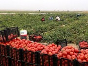 کاهش قیمت گوجه فرنگی در میادین تره بار