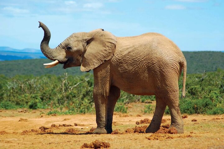 ویدیو دیده نشده از لحظه عطسه کردن فیل 