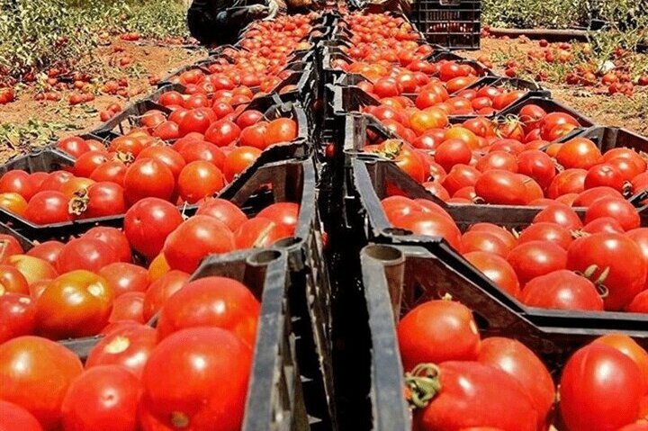 ویدیو باورنکردنی از صف خرید گوجه فرنگی در اهواز