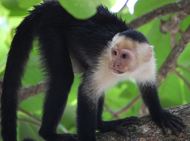 ۴ حیوان عجیب اما جالب در کاستاریکا / عکس‌های با کیفیت و عجیب