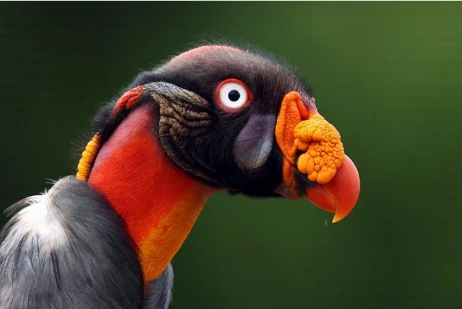 ۴ حیوان عجیب اما جالب در کاستاریکا / عکس‌های با کیفیت و عجیب