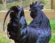 عکس عجیب نژادی از مرغ که سیاه است و خون سیاهی هم دارد