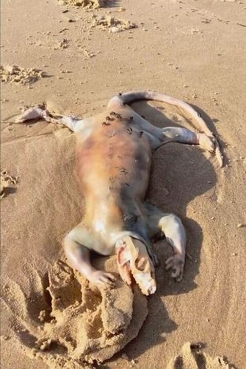 یک موجود چهارپای عجیب در سواحل استرالیا کشف شد / عکس