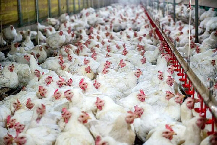 عرضه مرغ منجمد باید فوری متوقف شود / مرغ‌های مازاد خریدار ندارد