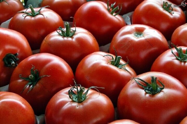 قیمت هر کیلو گوجه در بهبهان به ۴۰ هزار تومان رسید / علت گرانی گوجه چیست؟