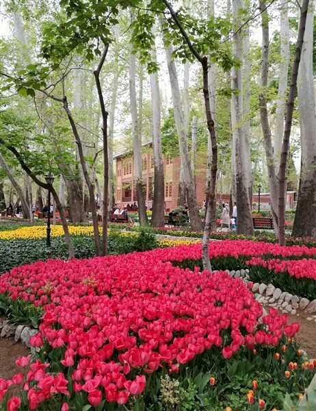 باغ ایرانی پر از لاله در ده ونک تهران 
