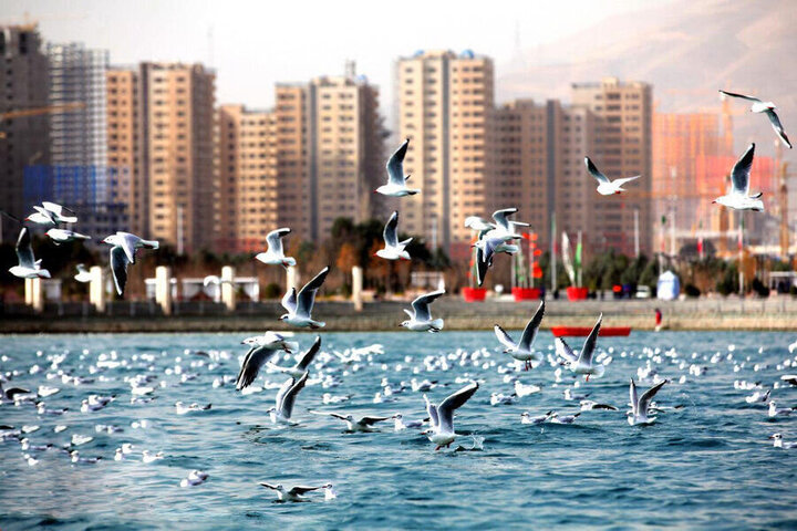 کاهش چشمگیر پرندگان مهاجر در تهران