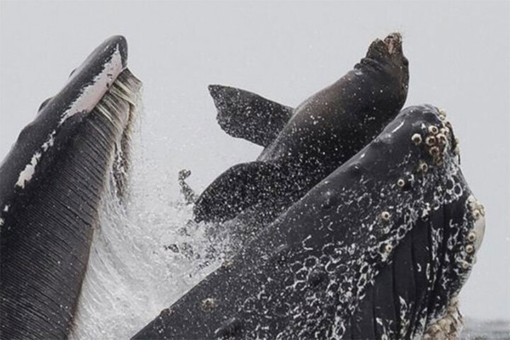 ویدیو دلهره آور از لحظه حضور نهنگ‌های غول‌پیکر گوژپشت در نزدیکی قایق توریستی در خلیج مونتری کالیفرنیا 