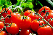 تعدیل قیمت گوجه‌فرنگی از ابتدای ماه آینده