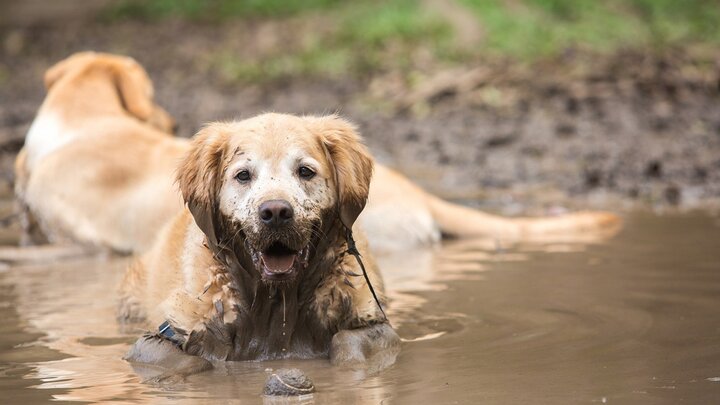 نجات معجزه آسا سگ از کانال فاضلاب با بیل مکانیکی / فیلم