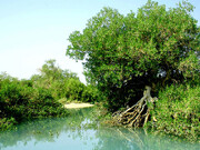 از منطقه حفاظت شده جنگل‌های حرا مانگرو چه می‌دانید؟