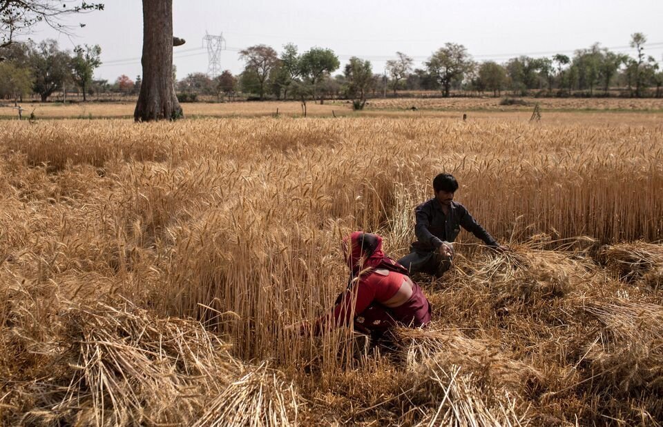 پاکستان انتقال گندم اهدایی هند به افغانستان را متوقف کرد