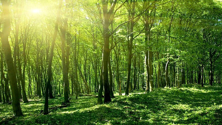 بیابانی که در ۴۰ سال به جنگل تبدیل شد/ فیلم