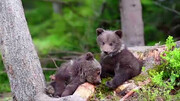 لحظه نجات توله خرس بامزه از بین شاخه درختان / فیلم