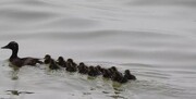 ویدیو تماشایی از نادرترین گونه اردک جهان در هورالعظیم