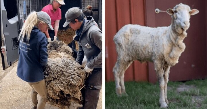 نجات پشمالوترین گوسفند جهان | زدن ۴۰ کیلو پشم حیوان زنده / فیلم