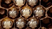 ویدیو دیده نشده از لحظه متولد شدن زنبور عسل