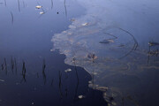 آیا دلیل تغییر رنگ آب زاینده‌رود آلودگی نفتی است؟