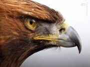 ویدیو تماشایی و اسلوموشن از پلک زدن عجیب عقاب