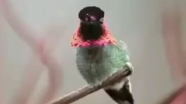 پرنده‌ای که قادر است به ۶۲ رنگ مختلف تغییر کند! / فیلم