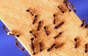 چطور بدون آسیب رساندن به مورچه‌ها آنان را از محیط دور کنید؟