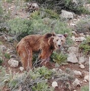 بعداز پلنگ قائمشهر؛ یک قلاده خرس قهوه‌ای هم در اردبیل کشته شد