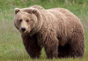 صدور حکم مسببان تلف‌شدنِ "خرس قهوه‌ای" در نمین