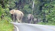 حمله وحشتناک فیل‌ها به یک موتورسوار / فیلم