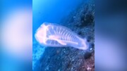 تصاویر باورنکردنی از ماهی شیشه‌ای / فیلم