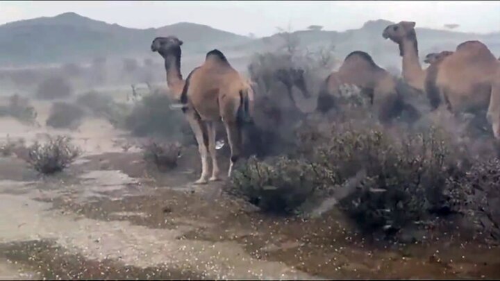 تصاویر آخرالزمانی از طوفان و سیل در کویرهای عربستان | پناه گرفتن شترها میان خار بیابان / فیلم