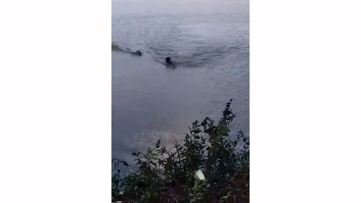 ویدیو هولناک از لحظه حمله تمساح به مرد شناگر در رودخانه 