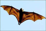 ترس مسافران از پرواز خفاش در کابین یک هواپیما / فیلم