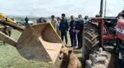 یک خرس قهوه‌ای در اردبیل کشته شد / مقصر حادثه دستگیر شد