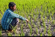 خسارت بیش از ۹ هزار میلیارد تومانی خشکسالی و سرمازدگی به کشاورزی لرستان
