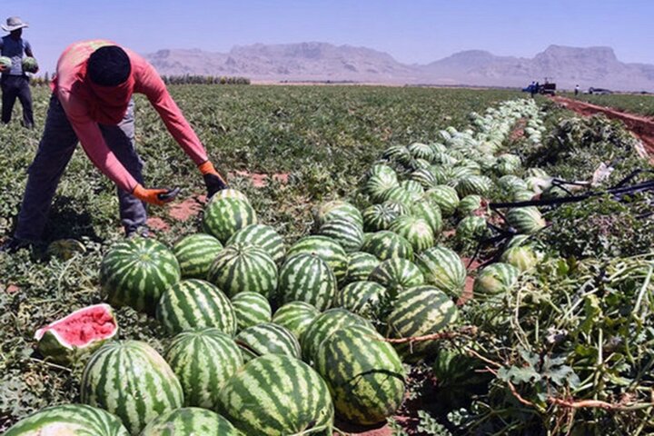  صادرات هندوانه از ایران به ترکیه شدت گرفت / قیمت هندوانه در میدان چند؟