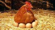 تازه ترین قیمت مرغ و تخم مرغ در بازار / هر شانه تخم مرغ چند؟