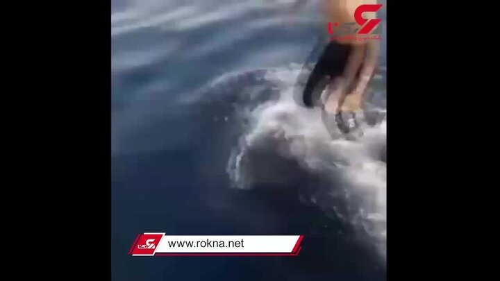 اقدام خطرناک و نهنگ سواری نوجوان ایرانی در خلیج فارس / فیلم