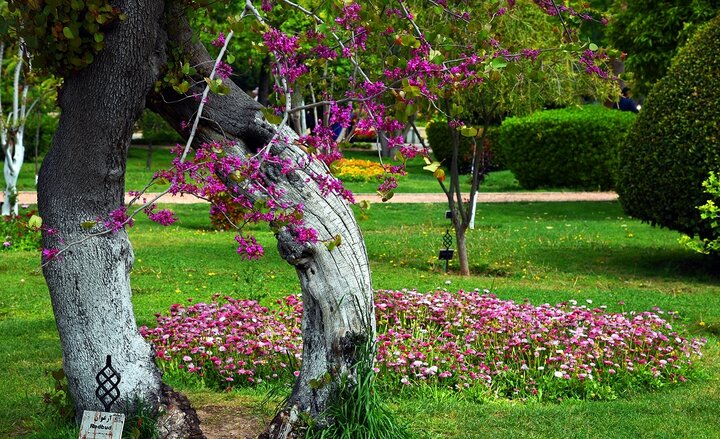 باغ ارم شیراز در اردیبهشت