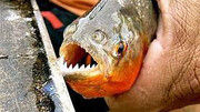 تصاویر باورنکردنی از قدرت عجیب دندان‌های ماهی گوشتخوار! / فیلم
