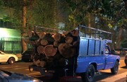 شهرداری تهران: چهار اصله درخت را به دلیل رفع خطر برای نمازگزاران قطع کردیم