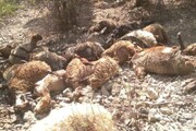 تصاویری تلخ از تلف شدن صدها راس گوسفند در سیل مشگین شهر / فیلم