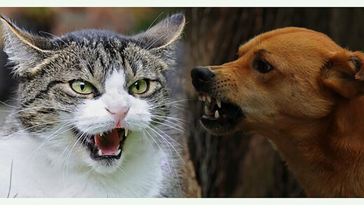 حرکات آکروباتیک گربه در مبارزه با سگ به سبک بروسلی / فیلم