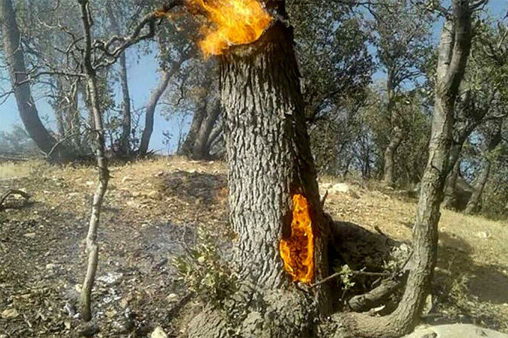 بی‌فکری یک شهروند آتش به جان جنگل‌های رویان انداخت / فیلم