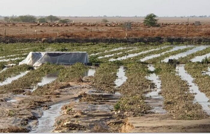 خسارت ۶۰ میلیارد ریالی به کشاورزی شیروان درپی سیل و بارندگی