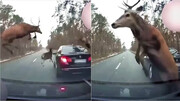 تصاویر باورنکردنی از هجوم ناگهانی گوزن‌ها به اتوبان | تعجب راننده ها از حضور حیوانات در جاده / فیلم