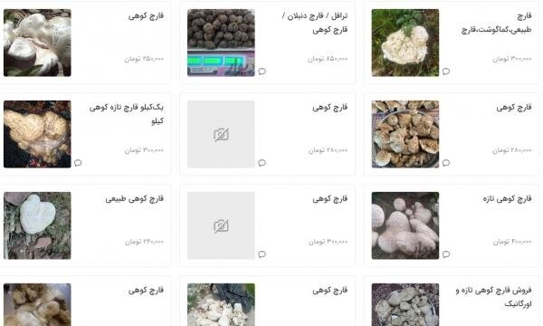 قیمت قارچ دنبلان و قارچ های وحشی در بازار!