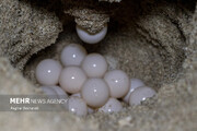 تخم‌گذاری لاک پشت پوزه عقابی در سواحل قشم / تصاویر دیدنی